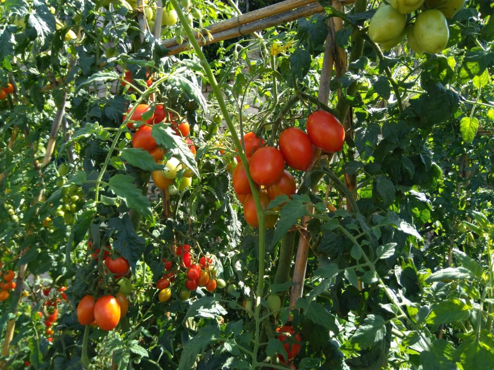 Agriturismo Caruggiu Di Via Vecchia Orco Feglino Eksteriør bilde
