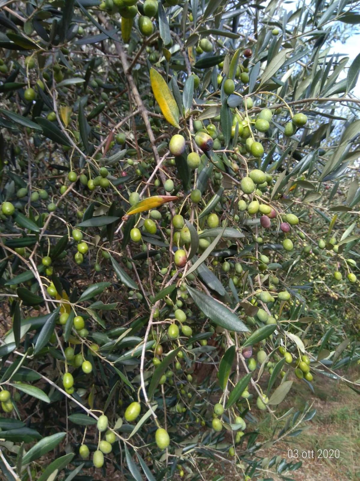 Agriturismo Caruggiu Di Via Vecchia Orco Feglino Eksteriør bilde